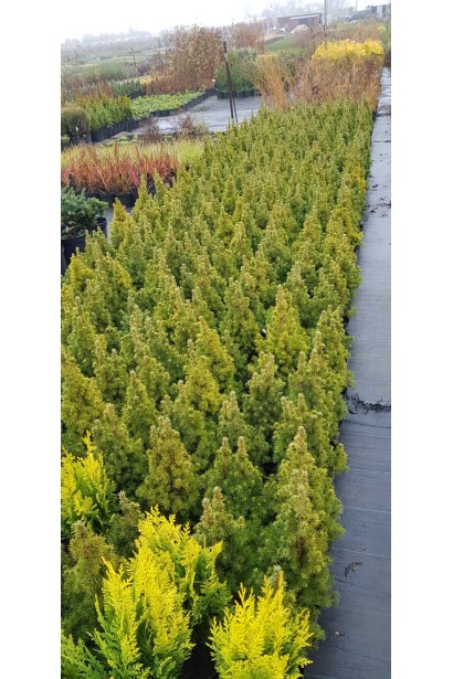 Ялина канадська Коніка | Picea glauca Conica | Ель канадская Коника